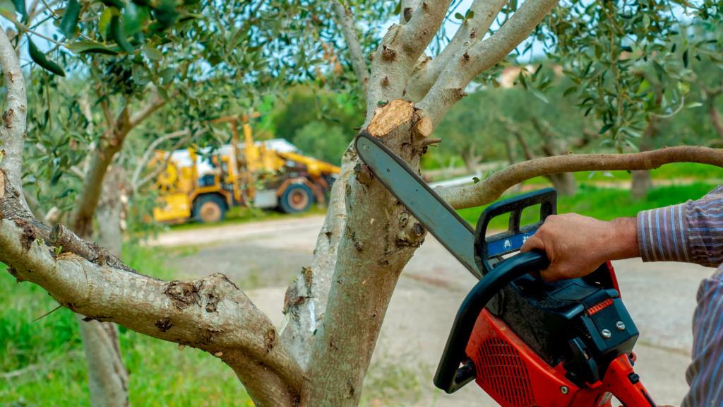 Tree Services Meath