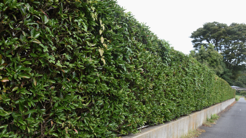Hedge Trimming Meath