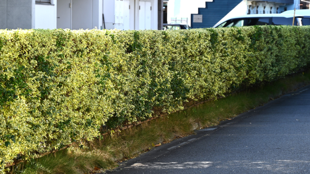 Hedge Trimming Meath
