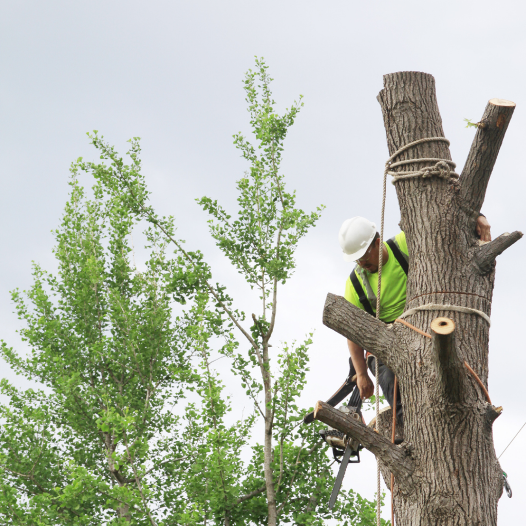 Tree Services Meath