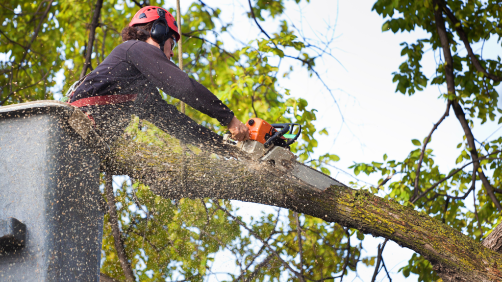 Tree Services Meath